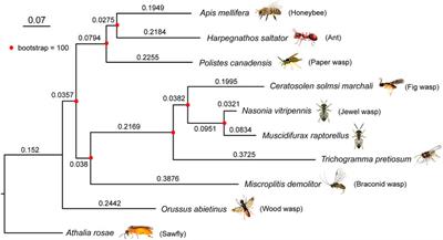 Long-Read Assembly and Annotation of the Parasitoid Wasp Muscidifurax raptorellus, a Biological Control Agent for Filth Flies